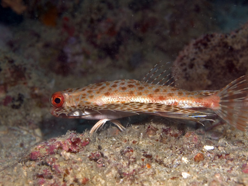 Indian Ocean Walkman, Seaventures House Reef
